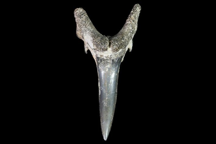 Fossil Sand Tiger Shark Tooth - Georgia #74862